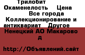 Трилобит Asaphus. Окаменелость. › Цена ­ 300 - Все города Коллекционирование и антиквариат » Другое   . Ненецкий АО,Макарово д.